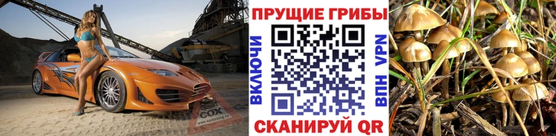 где продают   Сурск  Галлюциногенные грибы прущие грибы 